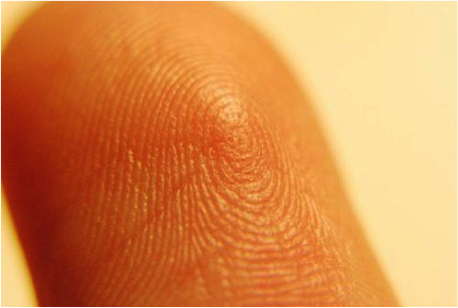 fingerprints